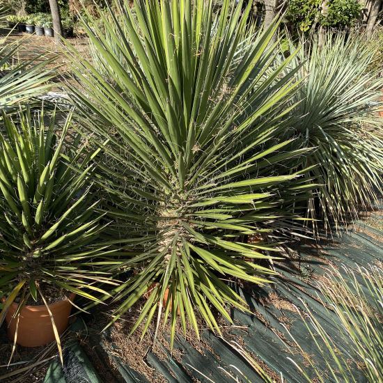 Palmier de Saint-Pierre