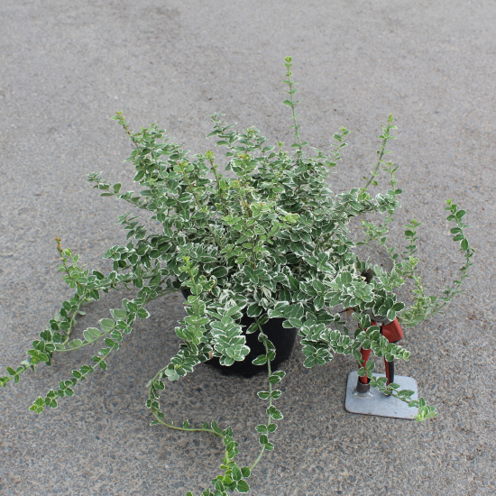 Fusain de fortune 'Emerald gaiety'