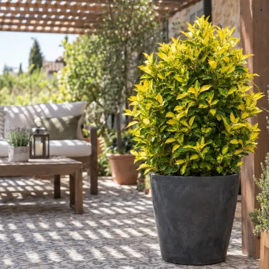 Fusain du japon 'El-dorado' (Euonymus japonicus) — arbuste décoratif en pot sur terrasse aménagée