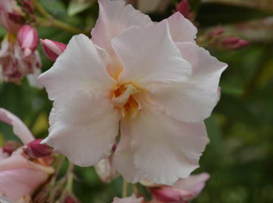 Laurier rose 'Rosee du ventoux'
