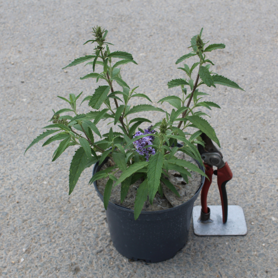 Arbre aux papillons 'Sky blue'