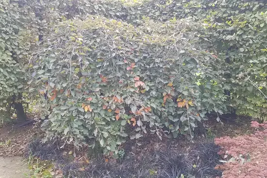 Hêtre commun 'Purpurea' (Fagus sylvatica) — grand arbuste dense aux feuilles ondulées sombres
