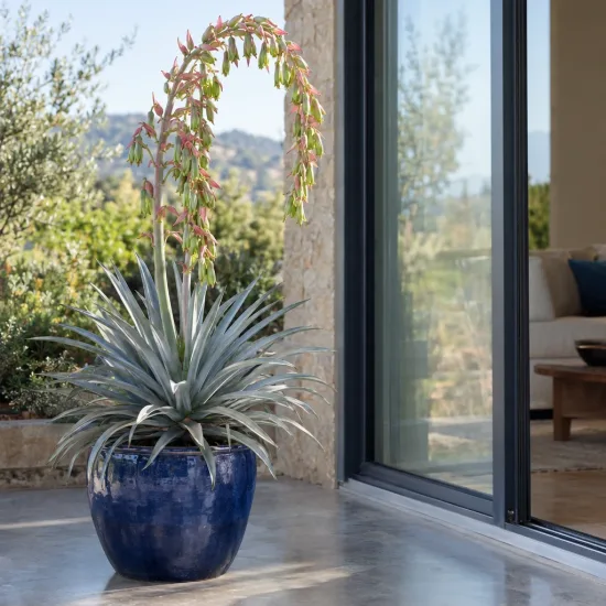 Lis du mexique 'Quicksilver' (Beschorneria yuccoides) — plante graphique en pot bleu sur terrasse · Photo d'illustration
