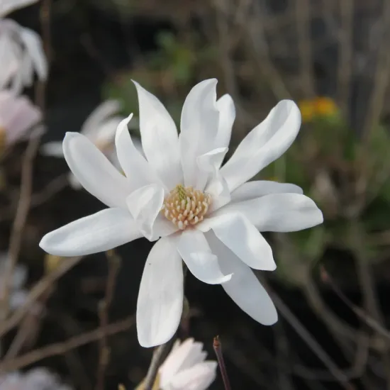 Magnolia de kobé