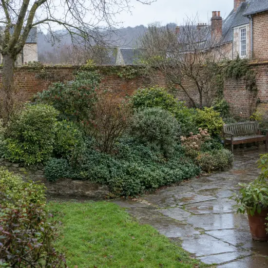 Fusain de fortune 'Radicans' (Euonymus fortunei) — massif arbustif dense le long d'un muret