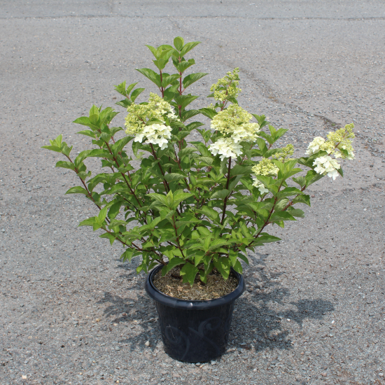 Hortensia paniculé 'Fraise melba'