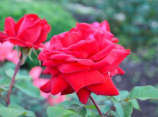 Rosier 'Palais des papes '