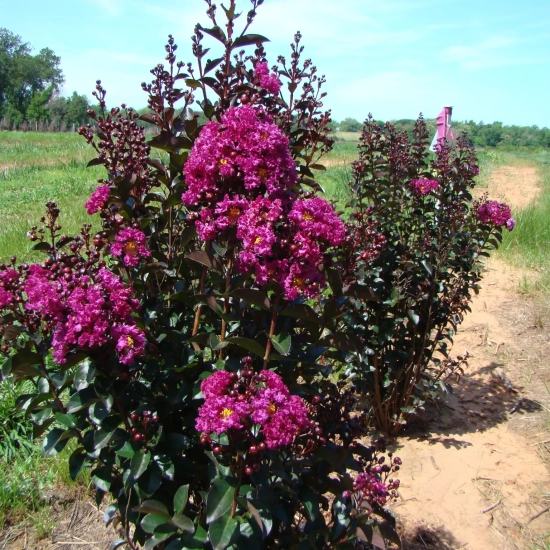 Lilas des indes 'Rhapsody in blue'