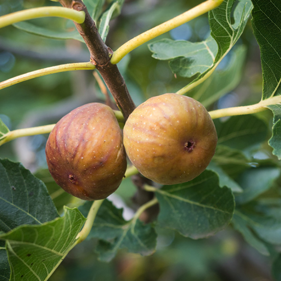 Figuier 'Madeleine des 2 saisons'