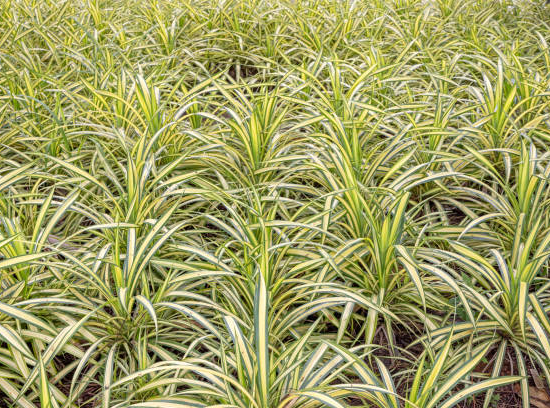 Chlorophyte chevelue, Phalangère, Plante araignée