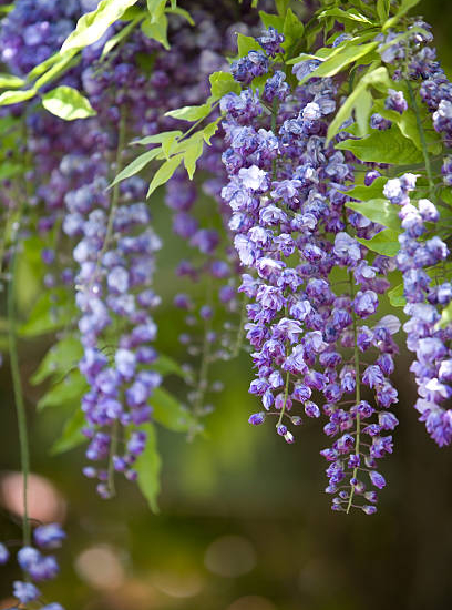 Glycine à longues grappes