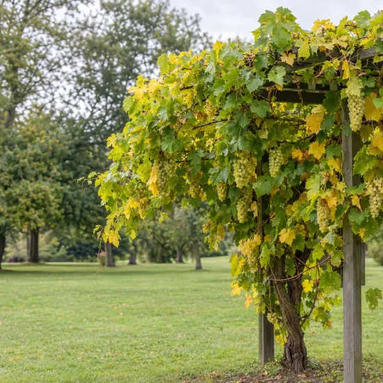 Vigne 'De table perlette' (Vitis vinifera) — treille couverte de grappes de raisin claires · Photo d'illustration