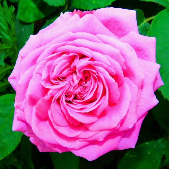 Rosier 'Andre le notre '