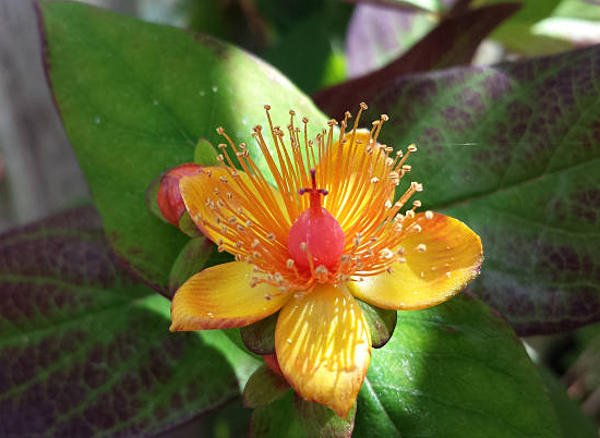 Millepertuis 'Magical flame'