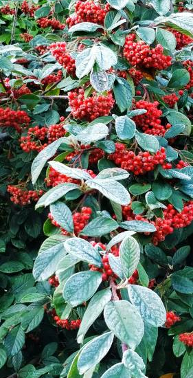 Cotoneaster 'Non'