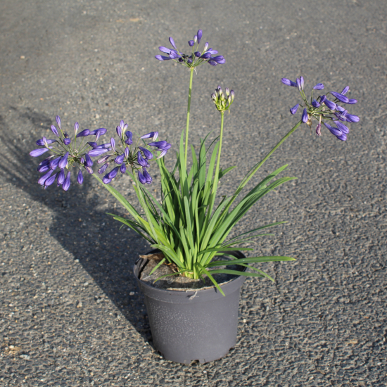 Agapanthe 'Brilliant blue'