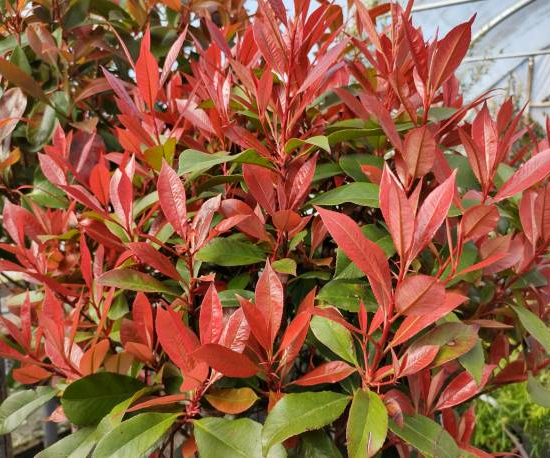 Photinia 'Little red robin'
