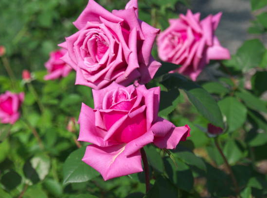 Rosier 'Parfum royal  '