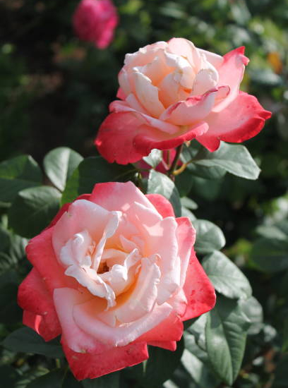 Rosier 'Imperatrice farah '