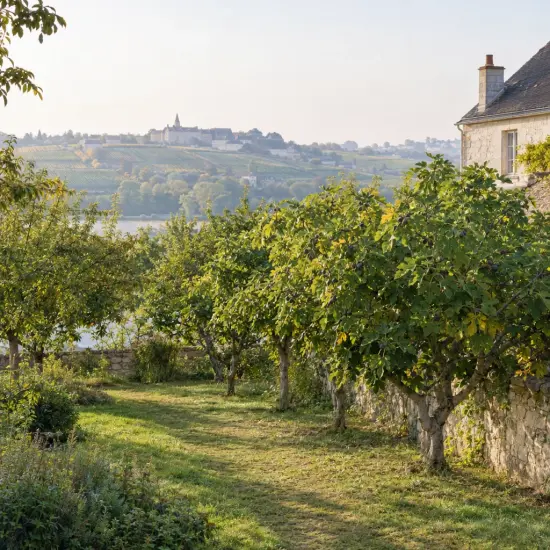 Figuier 'Violette normande' (Ficus carica) — verger d'arbres fruitiers près d'une maison