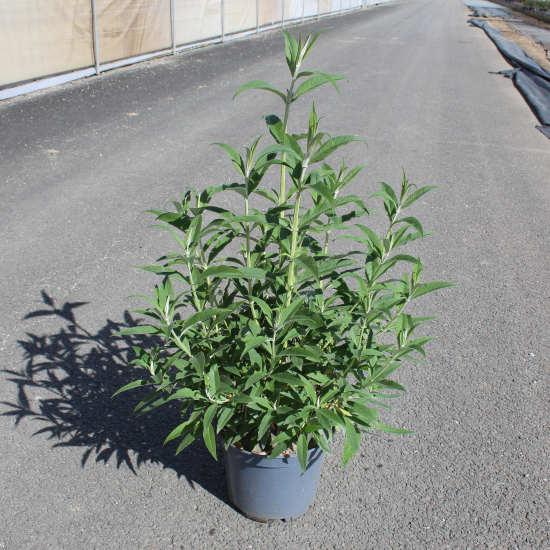 Arbre aux papillons 'white profusion'