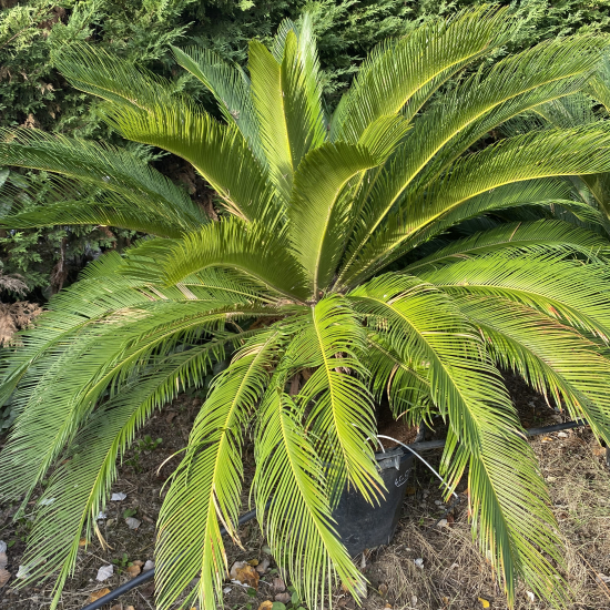 Cycas du Japon