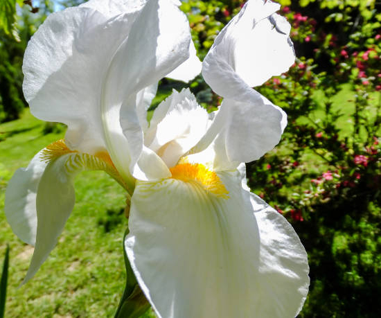Iris d'allemagne 'Reine des neiges blanc'