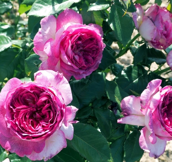 Rosier 'Thierry marx'