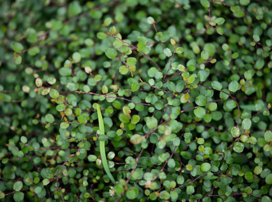 Muehlenbeckie 'Sealand compact'