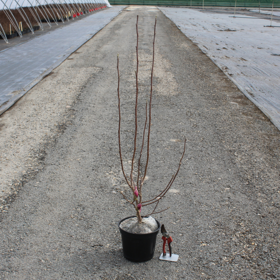 Magnolia de soulange