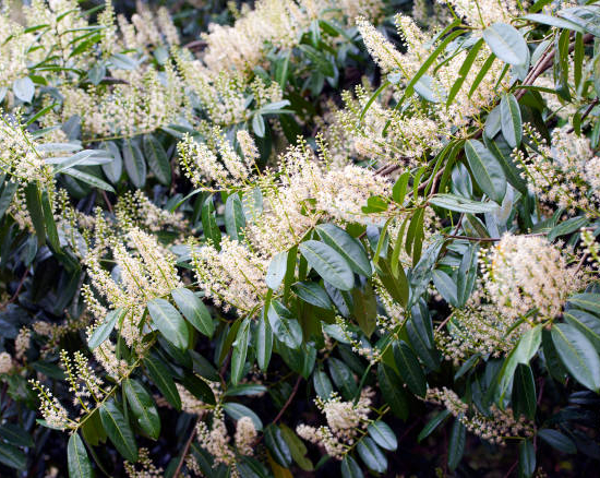 Laurier palme 'Caucasica'