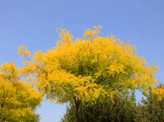 Robinier faux-acacia 'Frisia'
