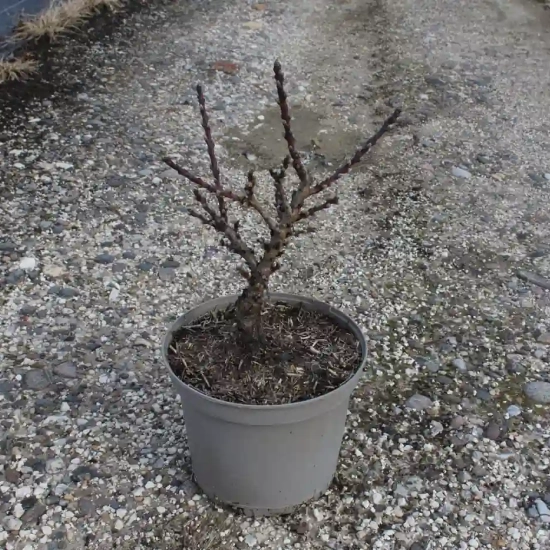 Nectarinier 'Nectarella'