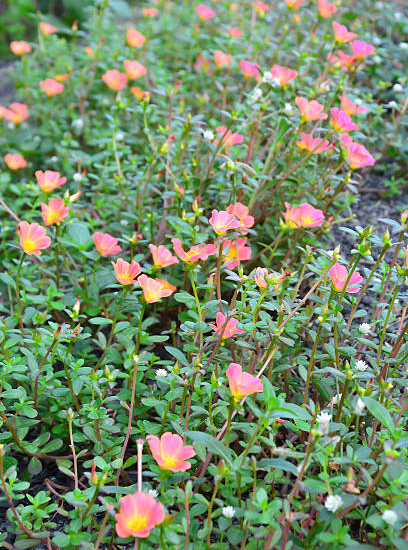 Potentille 'Double punch peach'