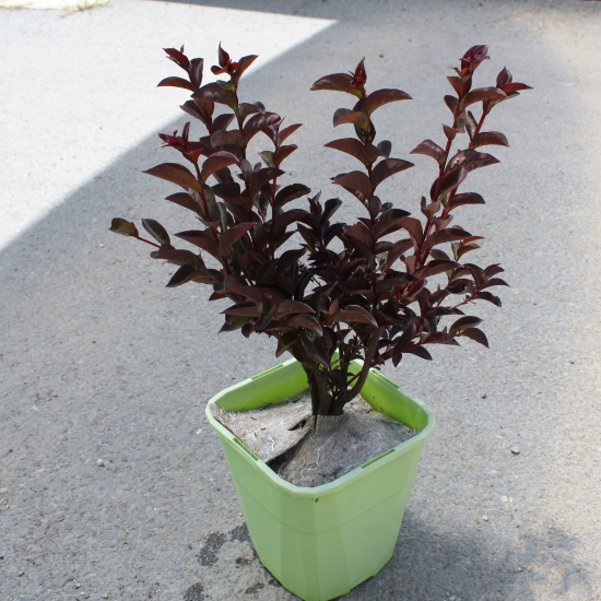 Lilas des indes 'Fusion'