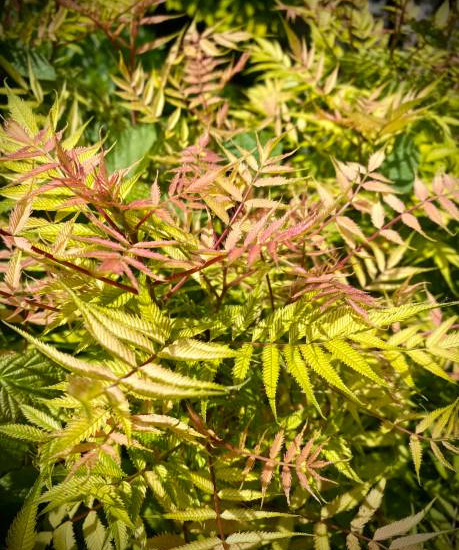 Fausse spirée à feuilles de sorbier 'Sem'