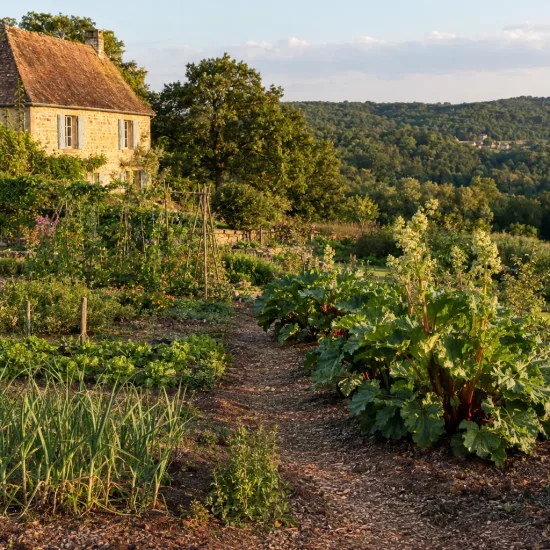 Rhubarbe géante (Rheum rhabarbarum) — massif de grandes feuilles dans potager de campagne · Photo d'illustration