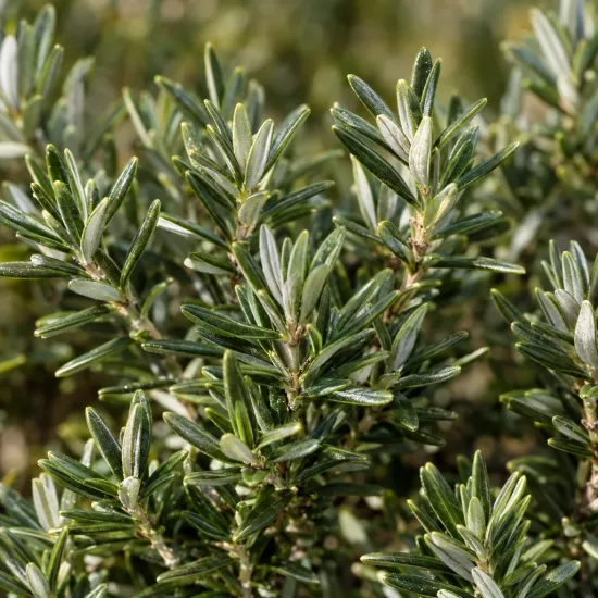 Westringia 'Green mundi' — gros plan sur feuillage dense aux feuilles étroites · Photo d'illustration