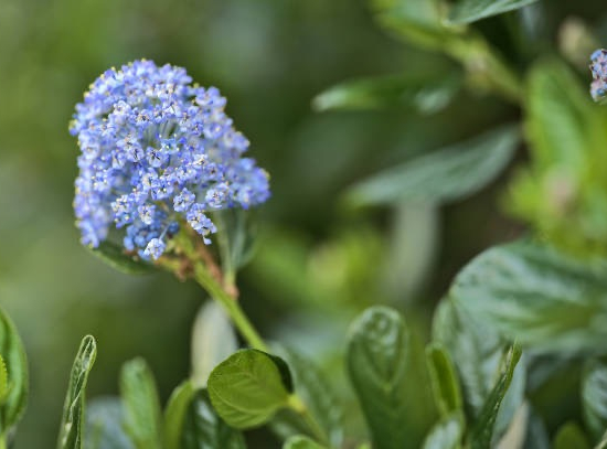 Céanothe 'Victoria'