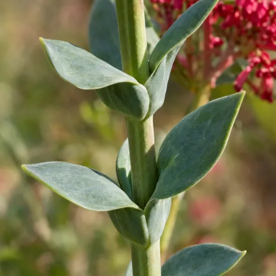 Troène de californie 'Coccineus' (Centranthus ruber) — tige verticale avec feuilles opposées vert gris et fleurs floues · Photo d'illustration