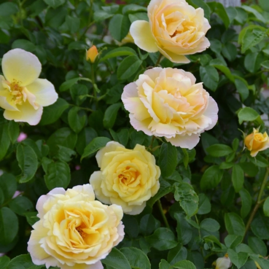 Rosier 'Soleil vertical'