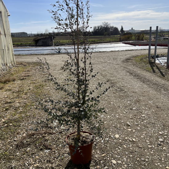 Eucalyptus à feuilles rondes 'Sylverana'