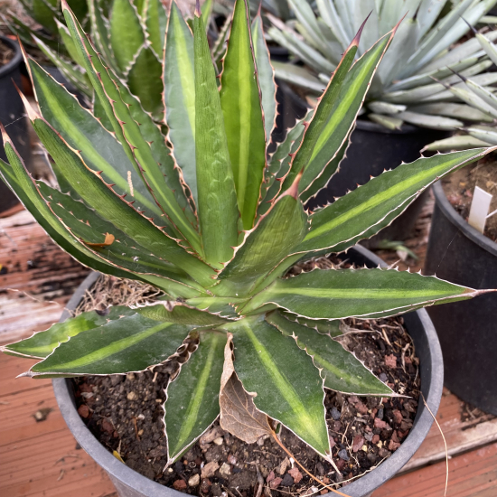 Agave 'Splendida'