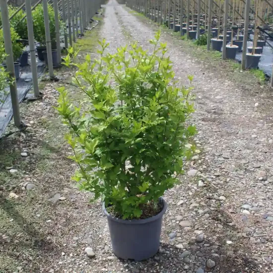 Althéa 'White chiffon' (Hibiscus syriacus) — jeune arbuste feuillu en pot dans allée de pépinière · Pot 15L