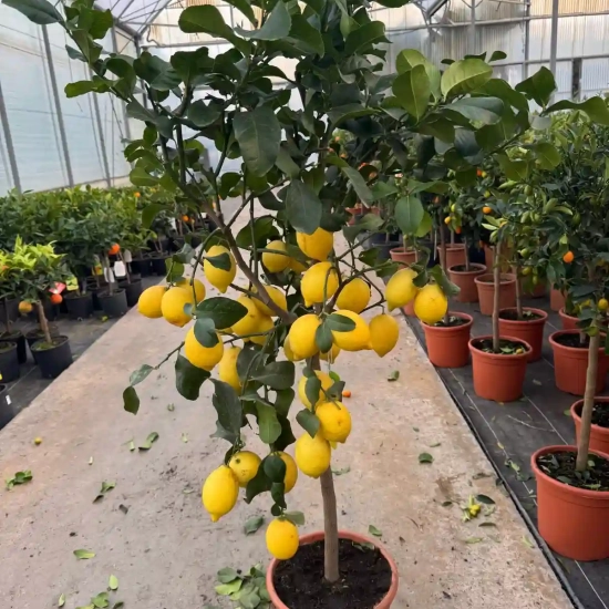 Citronnier 4 saisons