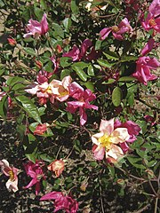 Rosier de Chine 'mutabilis'