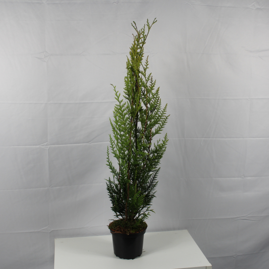 Thuya géant 'Atrovirens'