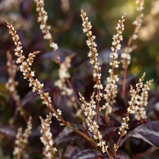 Persicaire 'Reddragon' (Persicaria microcephalla) — grappes de petites fleurs crème sur feuillage sombre · Photo d'illustration