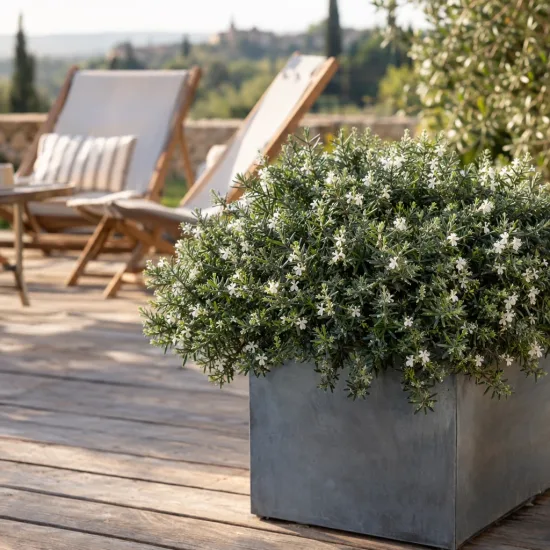Westringia 'Green mundi' — arbuste fleuri en bac sur terrasse en bois · Photo d'illustration