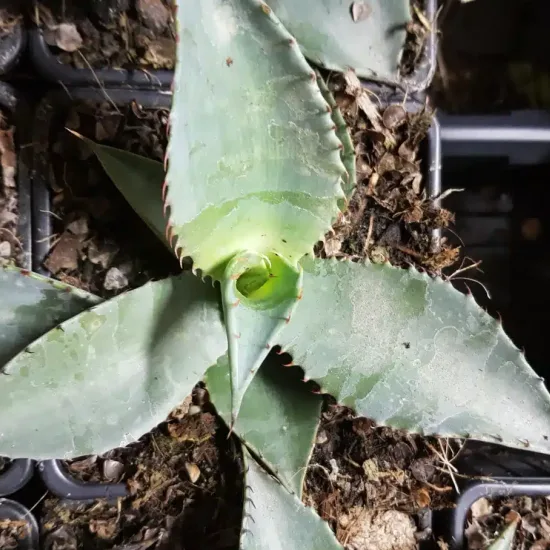 Agave de palmer (Agave palmeri) — rosette de jeune agave dans godet plastique